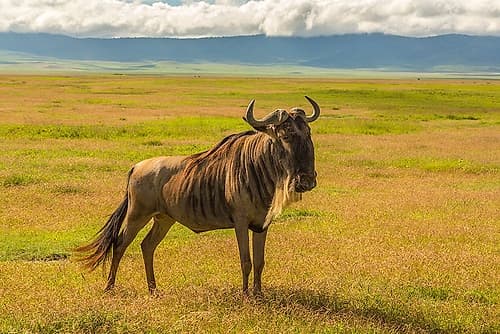 Africa-Tanzania-Ngorongoro Crater White bearded wildebeest on plain Art Print